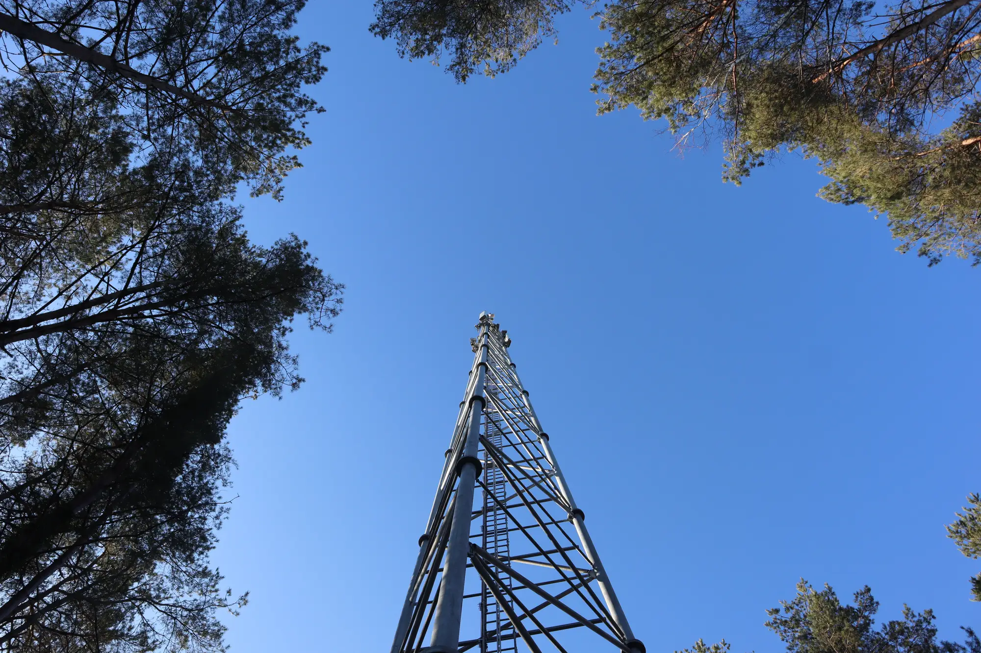 A steel lattice tower seen from below, with pine crowns closing in on both sides